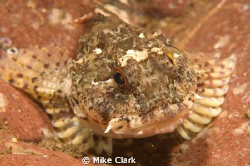scorpion fish up close by Mike Clark 